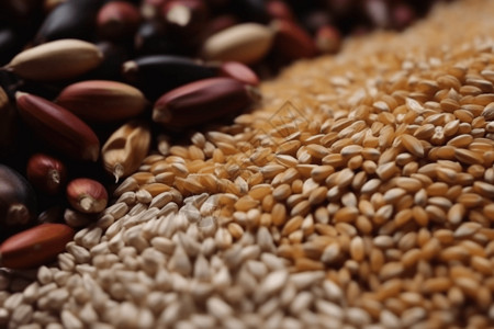 稻穗与燕麦粮食质量与粮食安全的关系设计图片