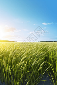 田园旅行田园诗般的稻田设计图片