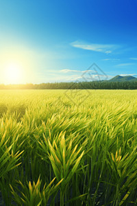 蓝天农业田园诗般的稻田场景设计图片