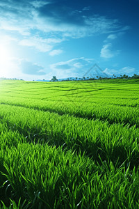 蓝色竖版素材春季稻田背景背景
