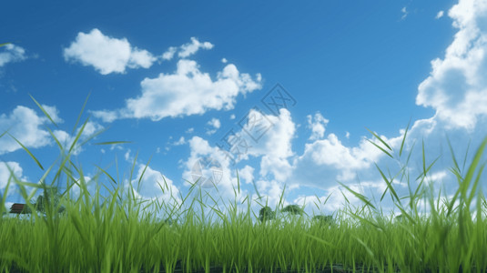 耕地草宁静美丽的稻田; 视角: 宁静的稻田的低角度视图; 背景: 蓝天白云; 风格: 简约; 和照明: 柔和而宁静；图片:插画
