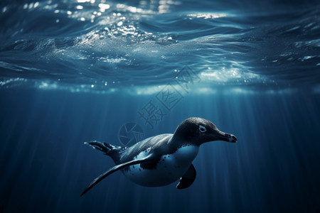 冰冷海洋中的企鹅背景图片