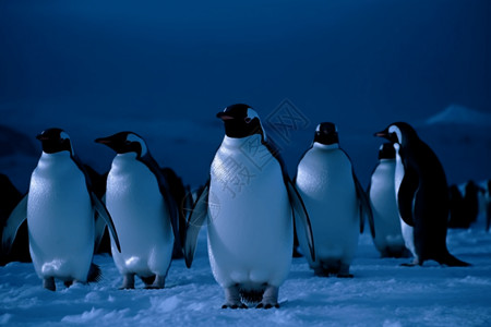 北极可爱的企鹅图片