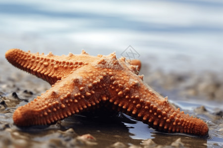 海星特写海洋生物湿章鱼高清图片