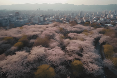 樱花树的航拍图图片