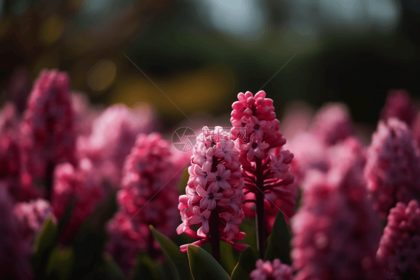 风信子花海图片