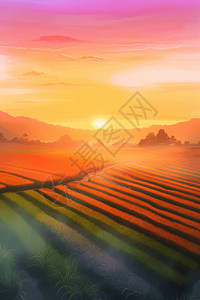 稻田里的日出图片