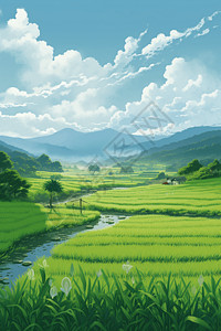 夏季的稻田图片
