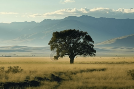 一棵孤独的树在田野中间高清图片