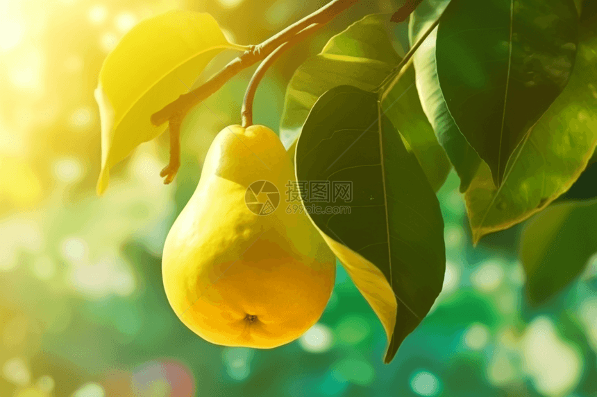 黄色梨子的特写镜头图片