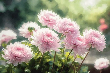 美丽的菊花插画背景图片