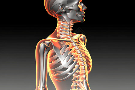 颈部骨骼形象图片