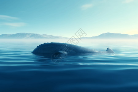 安静的海洋和鲸鱼高清图片