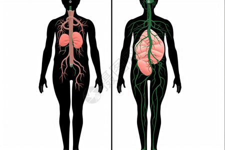 人体淋巴系统图片