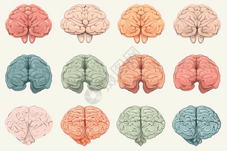 脑结构大脑平面插图插画