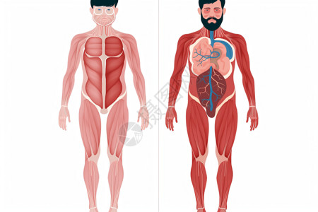 身体结构器官肌肉插画