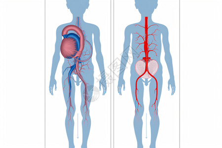 内脏循环系统图片