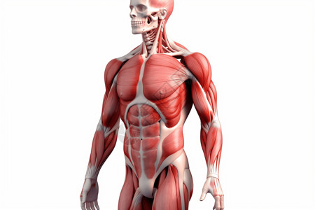 身体组织全身肌肉系统插画