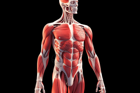 身体组织人体肌肉系统插画