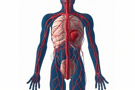 人体循环系统图片
