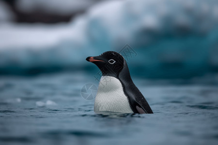 冰上的企鹅肖像图片
