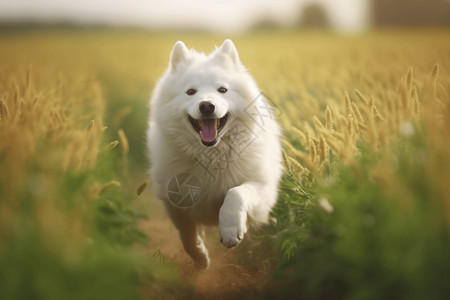在希望的田野上奔跑在田野上的萨摩耶犬背景