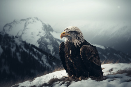 雪山中的雄鹰图片