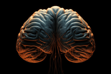 大脑小脑图片