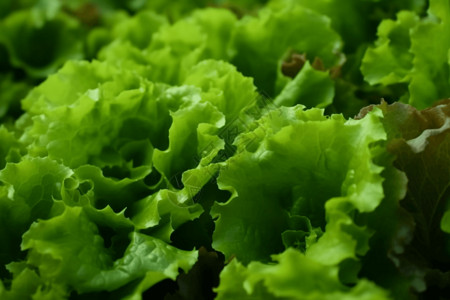 绿色生菜叶背景图片