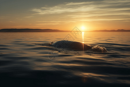 跃出海面鲸鱼夕阳的海面背景