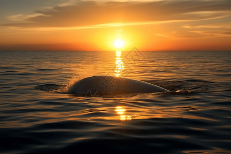 跃出海面鲸鱼落日的海面背景