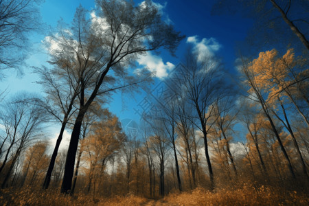 树木和蓝天背景图片