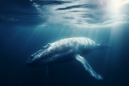 游泳的白鲸背景