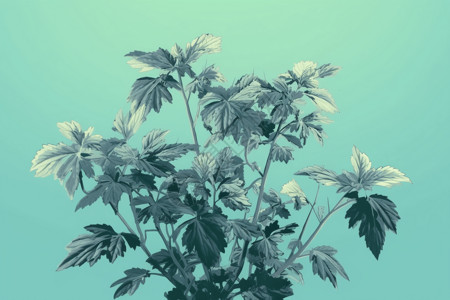 植物绞股蓝的插画高清图片