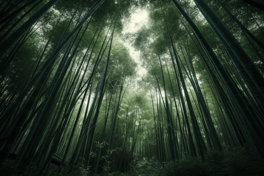 茂密的竹林景观图片