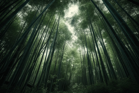 茂密的竹林景观背景图片