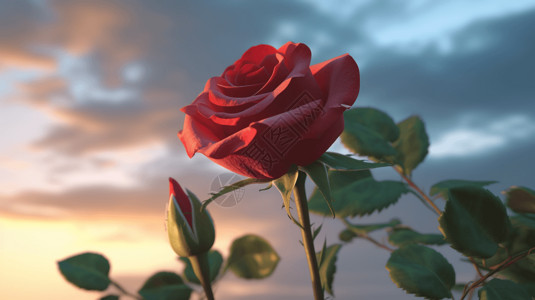 日落时一朵红玫瑰图片