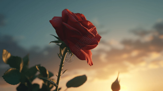 日落红玫瑰背景图片