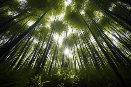 竹林里的竹子图片