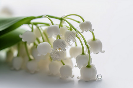 高雅花朵素材新鲜的白色铃兰背景