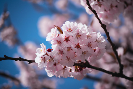 春天公园樱花开花特写镜头图片