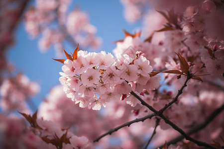 春天的樱花景观开花高清图片