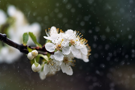 春雨中的樱花特写镜头图片