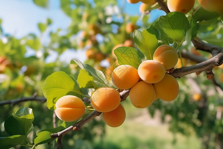 杏子种植园图片