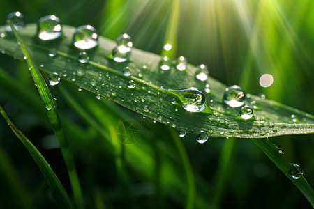 露水特写清晨新鲜露水设计图片