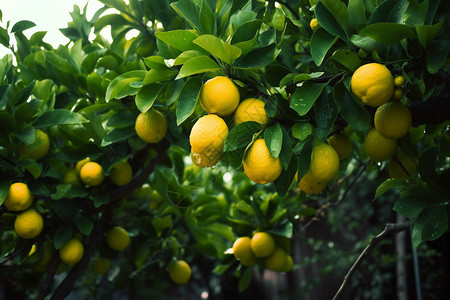 柠檬树种植农场背景图片