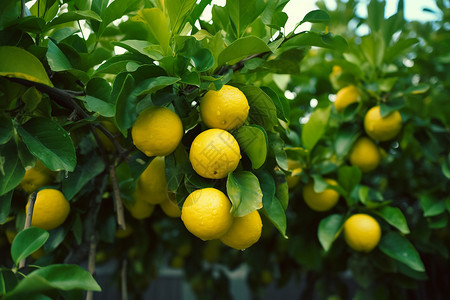 柠檬树种植园图片