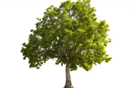 梧桐树素材伦敦梧桐树概念图设计图片