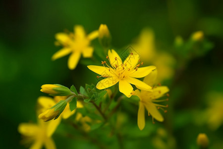 草地上黄色花朵特写背景图片