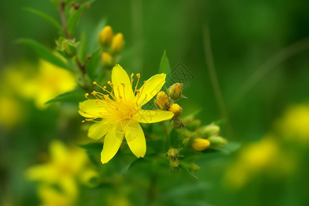 草地上黄色花朵特写镜头图片